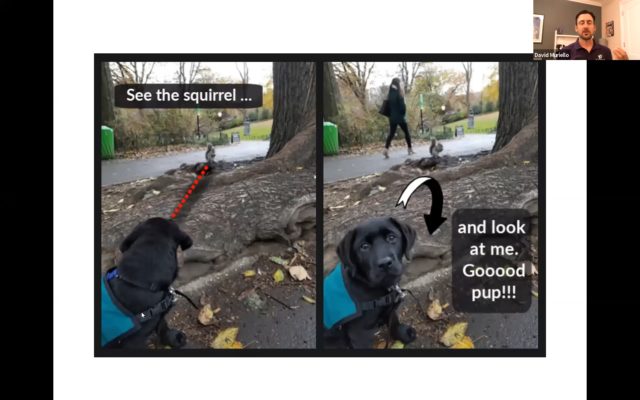 3 Ways to Turn a Dogs Head During Distractions DM