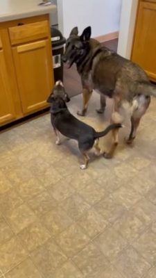 Krista Nunes Slow mo Malinois and Chi Dec 2021