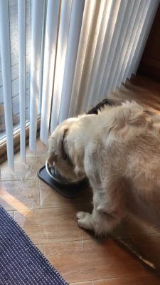Paula Mrazek golden bobbing for kibble 11.26.21