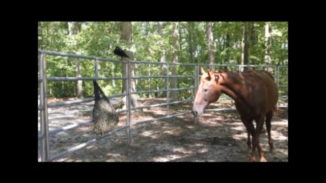raven bucked by horse no audio (1)