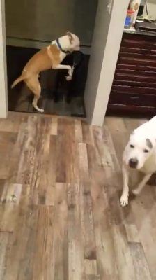 Barkley and Cassie play