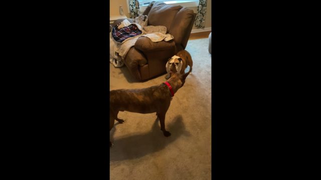 Part 4 - Brindle and Bulldog - Last 20 Seconds
