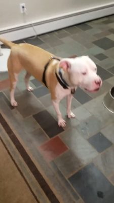 Barkley barking at visitor