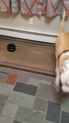 Barkley reaction to visitor