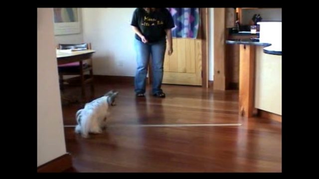Digging Dogs Papillion Miette Line Up Door Behavior