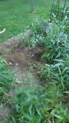 Barkley digging!!